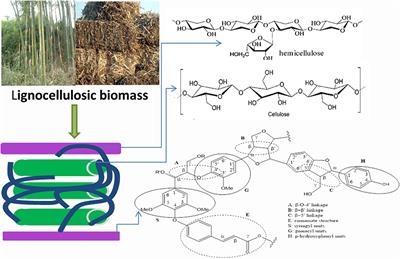 The Roles of H2O/Tetrahydrofuran System in Lignocellulose Valorization